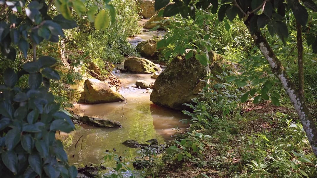 Una quebrada de aguas quietas entre piedras y vegetación en el bosque seco