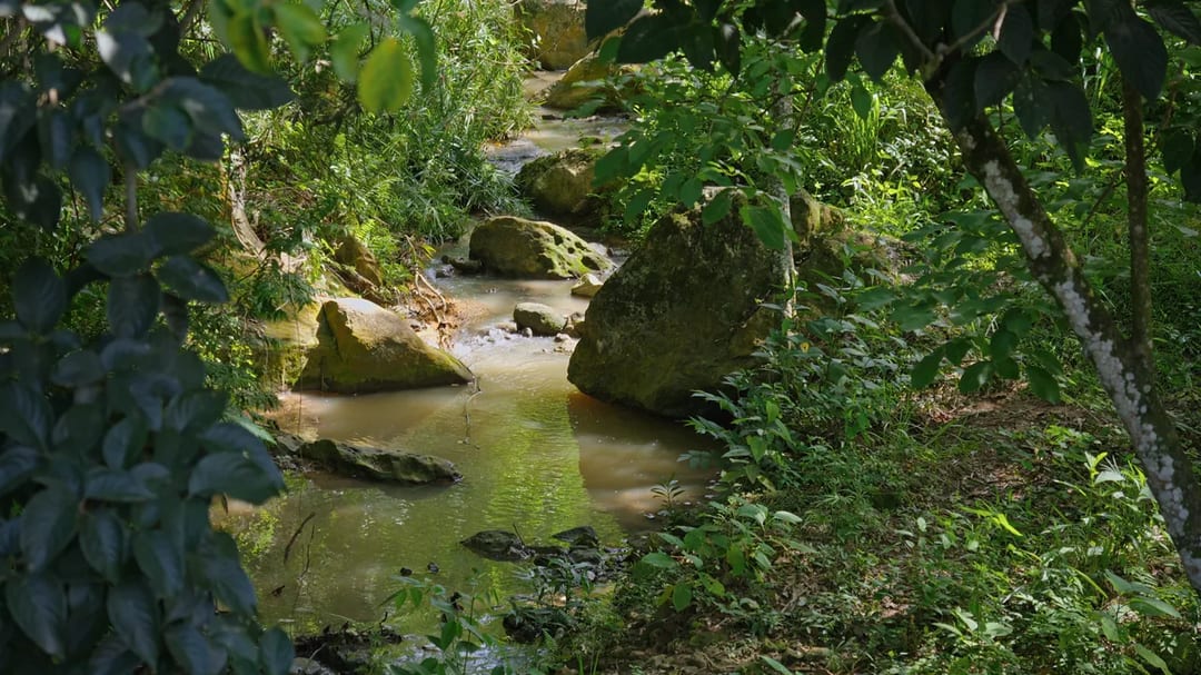 Una quebrada de aguas quietas entre piedras y vegetación en el bosque seco