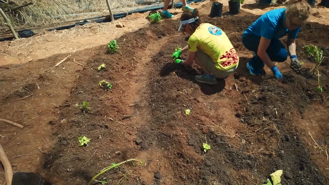 Manos sembrando plántulas en un bancal de tierra recién preparada
