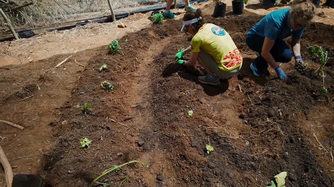 Manos sembrando plántulas en un bancal de tierra recién preparada