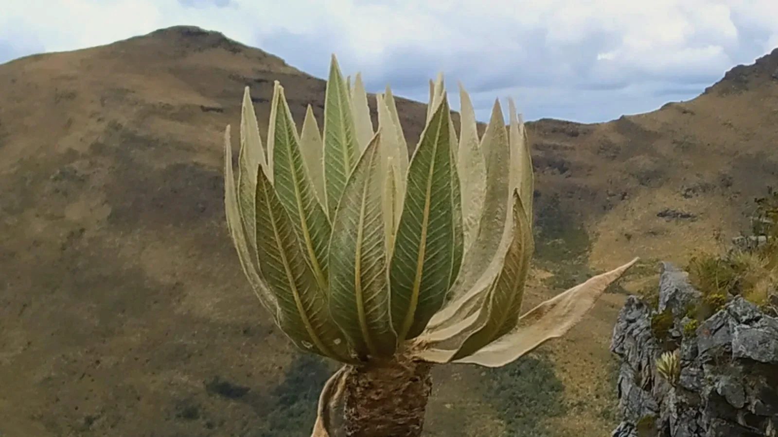 Un frailejón de hojas plateadas en primer plano frente a las montañas del páramo