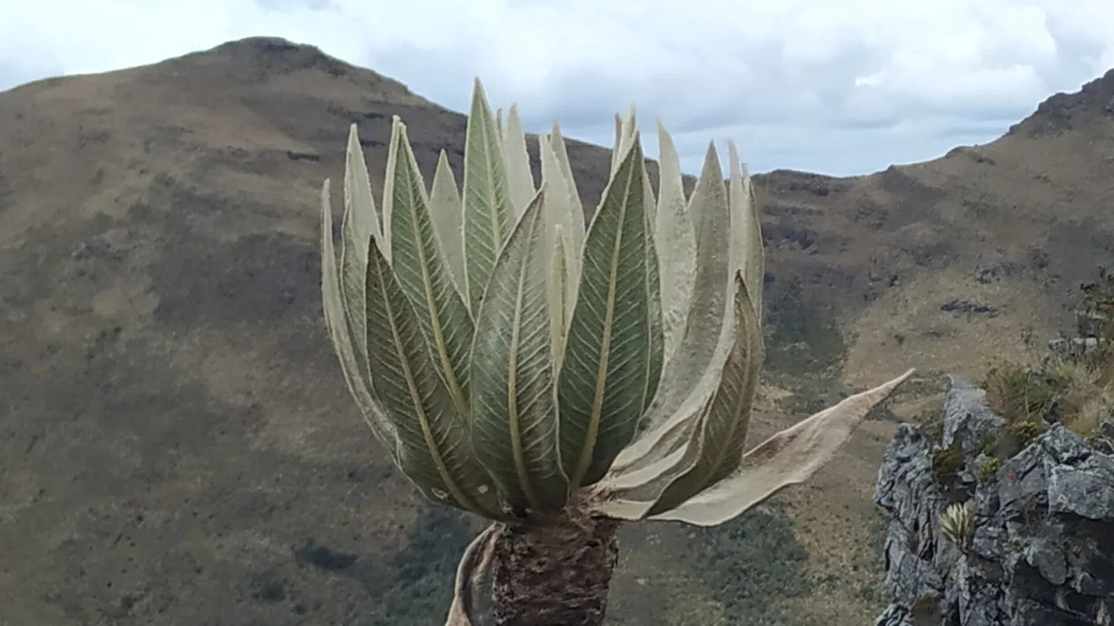 Un frailejón de hojas plateadas en primer plano frente a las montañas del páramo