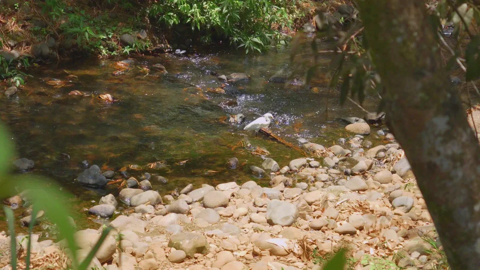 Una garza blanca en el río Meléndez, entre piedras y guaduas, en el Bosque Urbano Multicentro de Cali