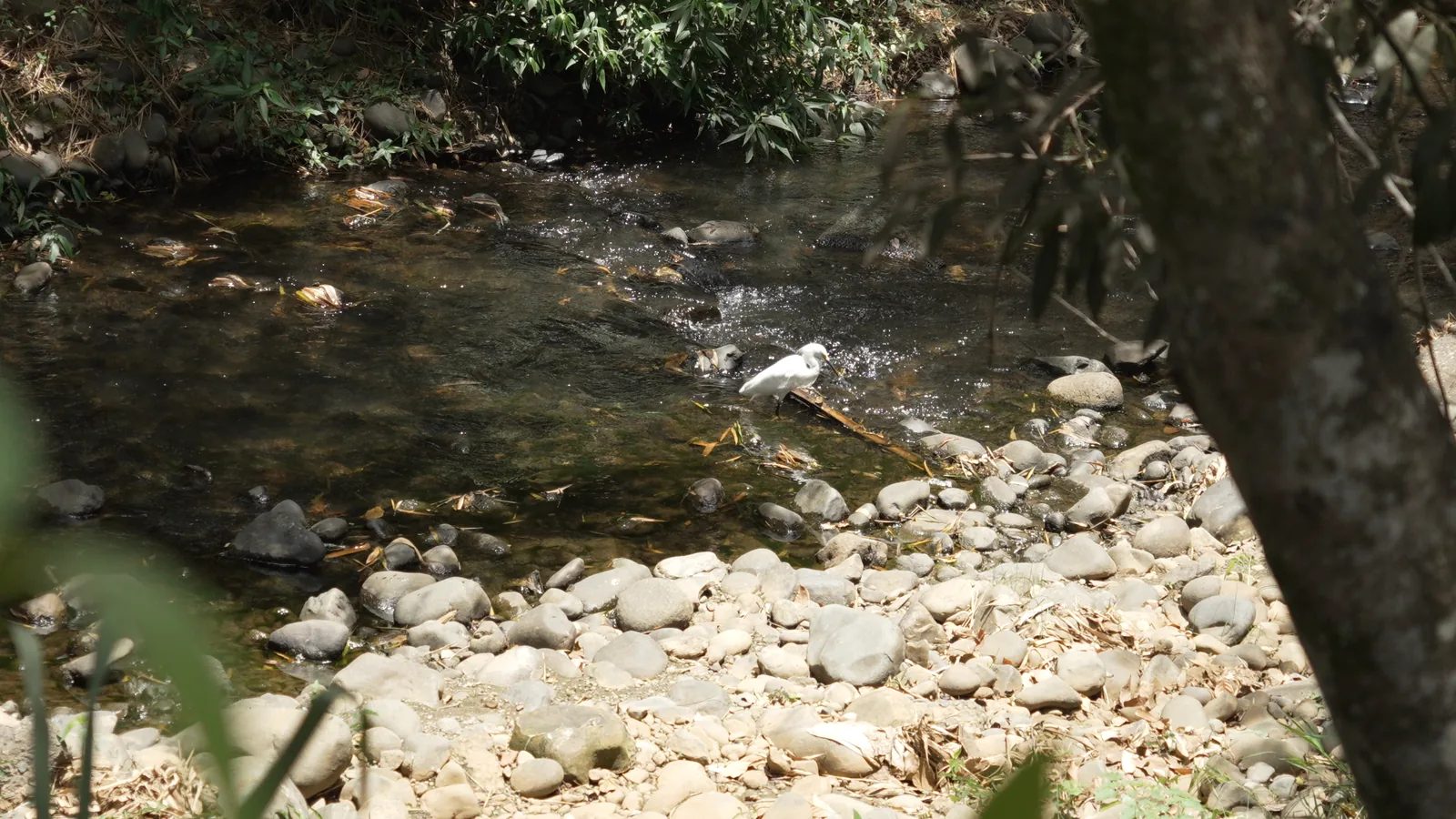 Una garza blanca en el río Meléndez, entre piedras y guaduas, en el Bosque Urbano Multicentro de Cali